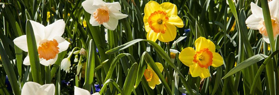 Daffodil flowers outside at Community College of Philadelphia.